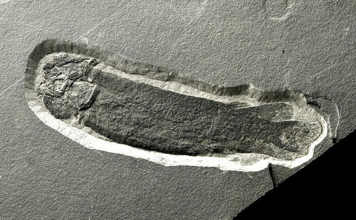 Rare Devonian Lungfish (Dipterus) - Scotland #5967